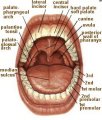 IH05: Medical Terminology