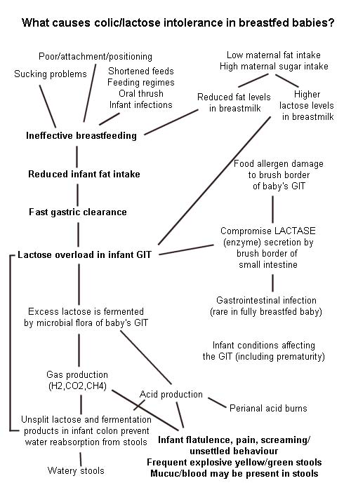 Lactose overload in babies  Australian Breastfeeding Association